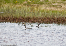 Sterntaucher (11 von 20).jpg